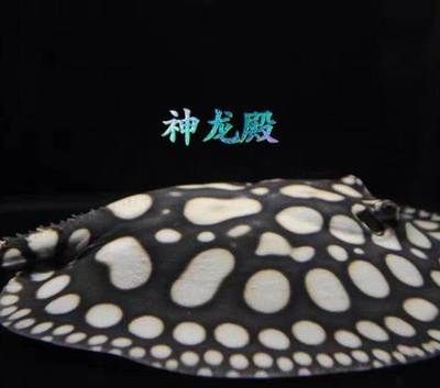 和興龍魚怎么樣：北京和興龍魚怎么樣
