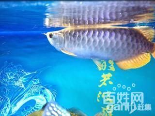 金龍魚35厘米表現（35厘米的金龍魚有多少年360問答） 金龍魚35厘米表現（35厘米的金龍魚有多少年360問答） 龍魚百科 第6張