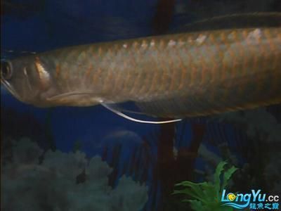 龍魚吃豬肉的可行性及喂養方法（龍魚可以吃豬肉嗎，）