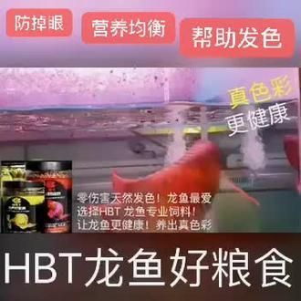龍魚掉眼對魚有壞處嗎：龍魚掉眼會對龍魚產生負面影響嗎？