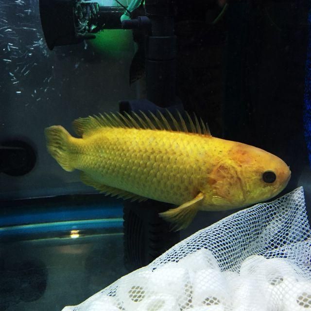 變異金龍魚價(jià)位：變異金龍魚價(jià)位搜索結(jié)果，變異金龍魚價(jià)位 變異金龍魚價(jià)位：變異金龍魚價(jià)位搜索結(jié)果，變異金龍魚價(jià)位 龍魚百科 第2張