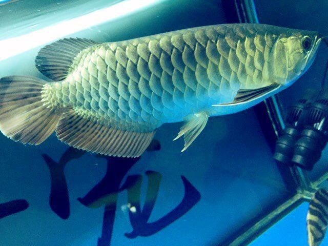 變異金龍魚價(jià)位：變異金龍魚價(jià)位搜索結(jié)果，變異金龍魚價(jià)位 變異金龍魚價(jià)位：變異金龍魚價(jià)位搜索結(jié)果，變異金龍魚價(jià)位 龍魚百科 第1張