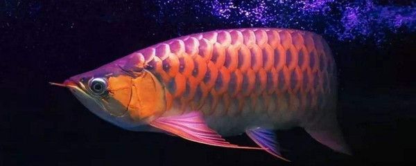 龍魚上色燈原放在什么位置更好，關于龍魚上色燈的一些建議