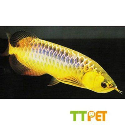 金龍魚在馬來西亞的市場價格相對較低，不如在中國市場那樣受追捧：金龍魚在馬來西亞價格是多少？