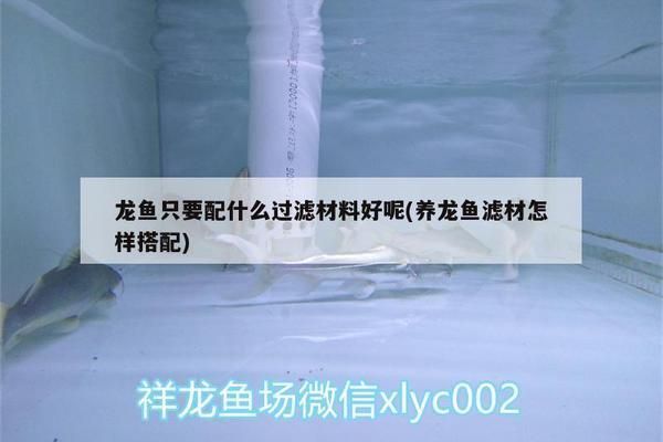 龍魚過濾要用哪些濾材，龍魚過濾濾材包括物理濾材和生物濾材和生物濾材和生物濾材