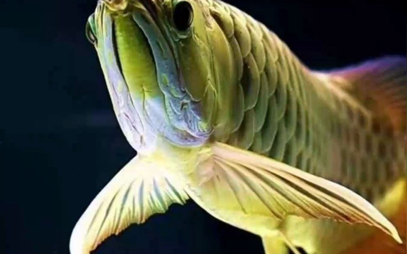 龍魚缸換水時需要注意什么？
