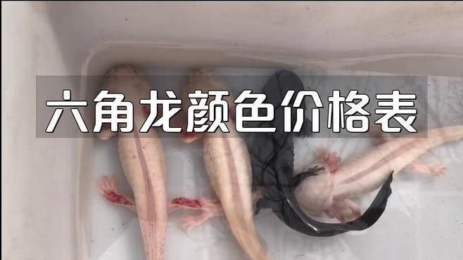 恐龍魚好養嗎價錢多少一只