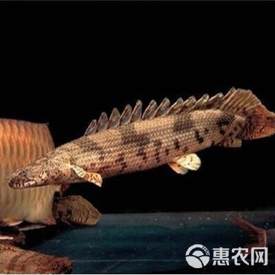 恐龍魚好養嗎價錢多少一只