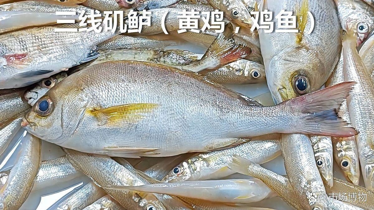 湛江龍魚好吃嗎值得買嗎知乎推薦