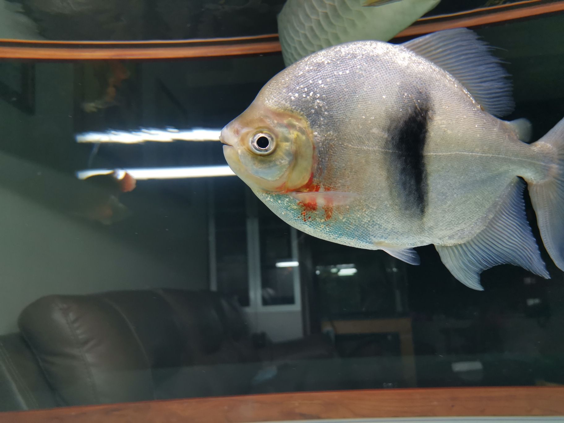 龍魚能與白子銀板混養嗎（銀板魚可以和龍魚混養嗎？）