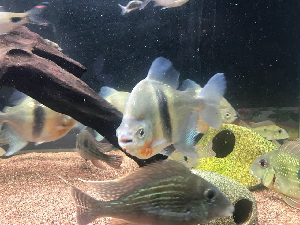 龍魚能與白子銀板混養嗎（銀板魚可以和龍魚混養嗎？）