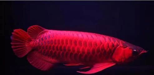 龍魚的燈光選擇和管理：金龍魚燈色溫多少合適，紅龍魚燈色溫多少合適