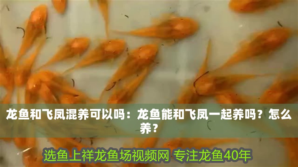 龍魚和飛鳳混養可以嗎：龍魚能和飛鳳一起養嗎？怎么養？