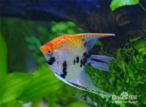 紅龍魚市場價格查詢最新表（紅龍魚市場價格查詢最新表圖片）