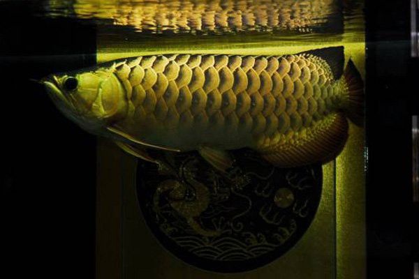 布奇美拉龍魚 布奇美拉龍魚 龍魚百科 第3張
