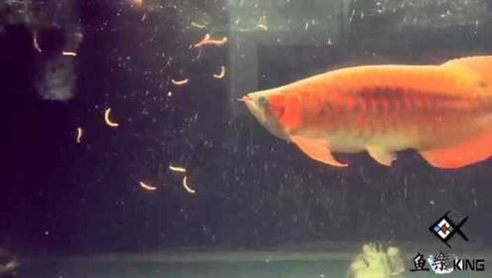 龍魚吃啥發色好呢視頻講解：如何通過飲食促進龍魚的發色