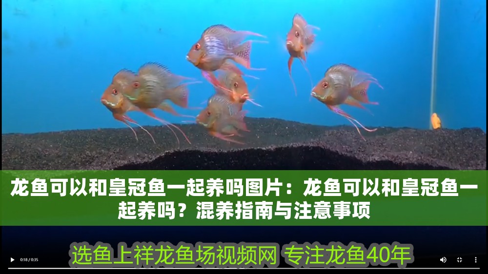 龍魚可以和皇冠魚一起養嗎圖片：龍魚可以和皇冠魚一起養嗎？混養指南與注意事項