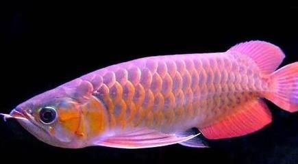 家里養紅龍魚有什么講究（養紅龍魚應該注意什么）