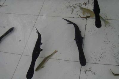 魚苗混養(yǎng)與單養(yǎng)的密度差異：魚苗混養(yǎng)與單養(yǎng)密度差異