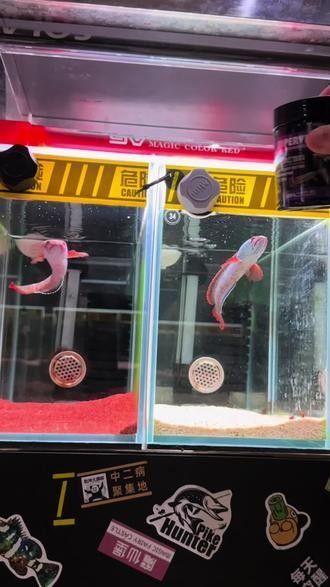 雷龍魚增色飼料有哪些品牌 雷龍魚增色飼料有哪些品牌 龍魚百科 第8張