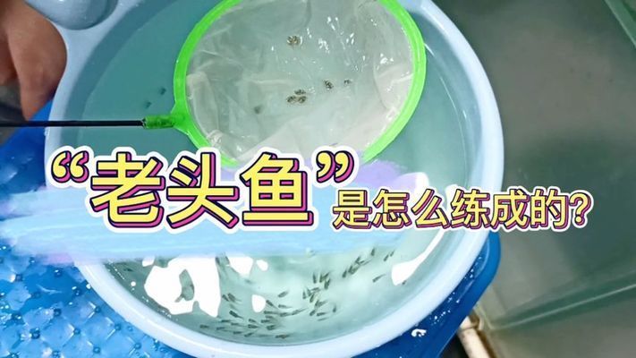 龍魚怎么分辨老頭魚（“老頭魚”是否為“老頭魚”，龍魚品種選擇指南,）