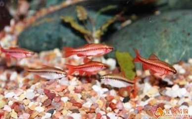 金龍魚紅龍魚混養(yǎng)水族箱造景草缸的注意事項：金龍魚和紅龍魚可以一起混養(yǎng)但需要注意一些問題