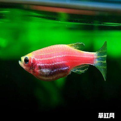 金龍魚紅龍魚混養(yǎng)水族箱造景草缸的注意事項：金龍魚和紅龍魚可以一起混養(yǎng)但需要注意一些問題