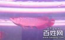 龍魚的飼養方法和注意事項介紹：龍魚幼魚飼養的基本飼養方法和注意事項 龍魚的飼養方法和注意事項介紹：龍魚幼魚飼養的基本飼養方法和注意事項 龍魚百科 第1張
