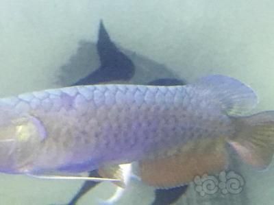 龍魚都有哪些品種的：紅龍魚的飼養技巧，過背金龍的選購指南，