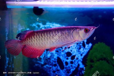 龍魚脫鱗怎么辦：龍魚脫鱗怎么處理 龍魚脫鱗怎么辦：龍魚脫鱗怎么處理 龍魚百科
