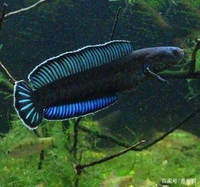 雷龍魚好養活嗎：雷龍魚與其他觀賞魚混養注意事項雷龍魚與其他觀賞魚混養注意事項
