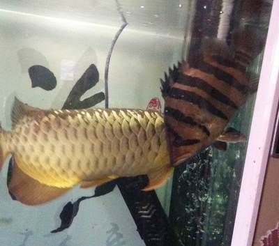 祥龍魚場的影響力（上海最大的觀賞魚市場-祥龍魚場好看視頻）