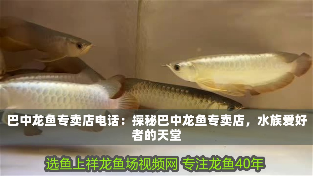 巴中龍魚專賣店電話：探秘巴中龍魚專賣店，水族愛好者的天堂