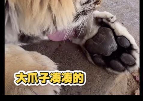老虎身上臭不臭