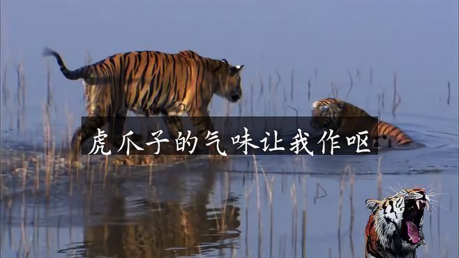 老虎身上臭不臭