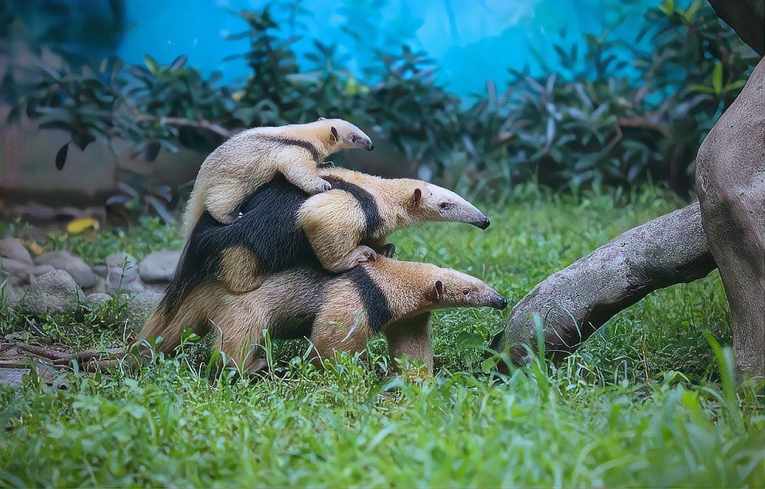 老虎身上臭不臭