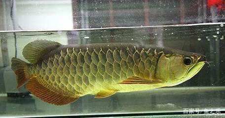 龍魚稍微翹頭怎么處理好（如何處理龍魚稍微翹頭的問題）