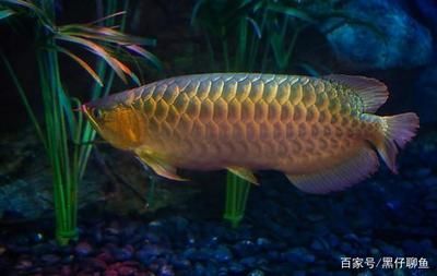 龍魚稍微翹頭怎么處理好（如何處理龍魚稍微翹頭的問題）