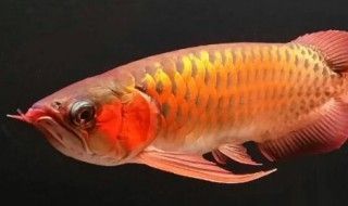龍魚寓意是什么：龍魚在風水中的作用