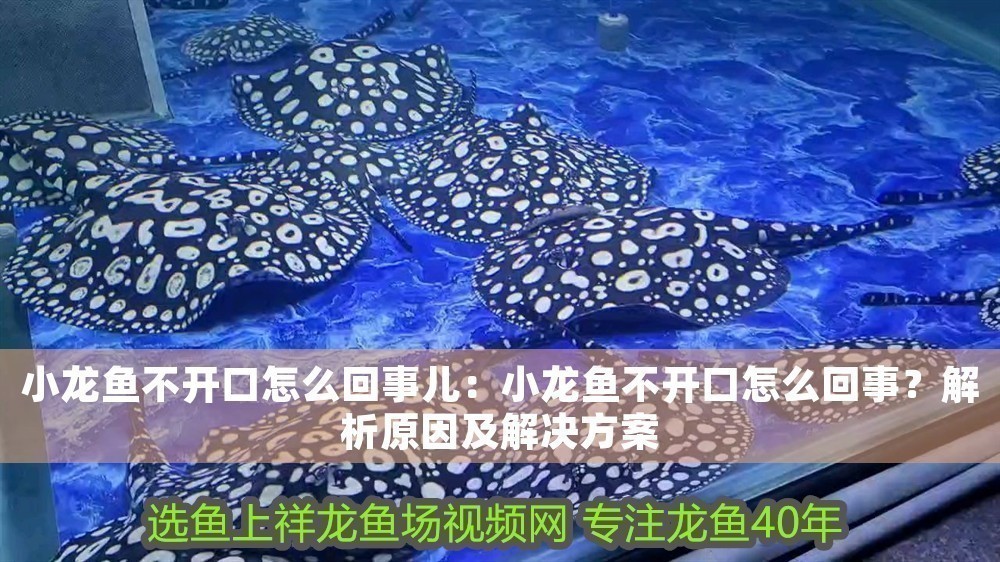 小龍魚不開口怎么回事兒：小龍魚不開口怎么回事？解析原因及解決方案