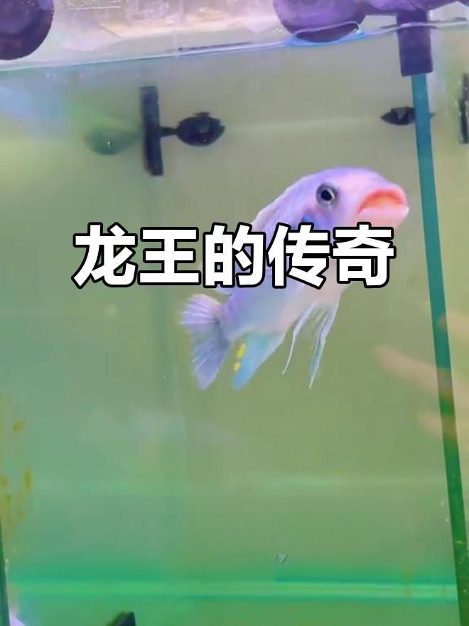 龍王魚最稀有三個品種