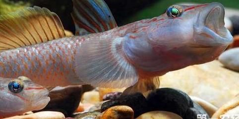 雷龍魚(yú)和金魚(yú)如何混養(yǎng)（雷龍魚(yú)和金魚(yú)可以混養(yǎng)嗎） 雷龍魚(yú)和金魚(yú)如何混養(yǎng)（雷龍魚(yú)和金魚(yú)可以混養(yǎng)嗎） 龍魚(yú)百科 第3張