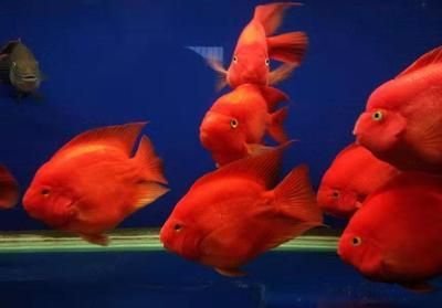 雷龍魚(yú)和金魚(yú)如何混養(yǎng)（雷龍魚(yú)和金魚(yú)可以混養(yǎng)嗎） 雷龍魚(yú)和金魚(yú)如何混養(yǎng)（雷龍魚(yú)和金魚(yú)可以混養(yǎng)嗎） 龍魚(yú)百科 第2張