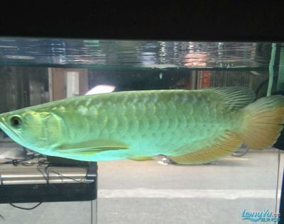 杭州龍魚批發(fā)市場(chǎng)地址電話（杭州龍魚市場(chǎng)介紹）