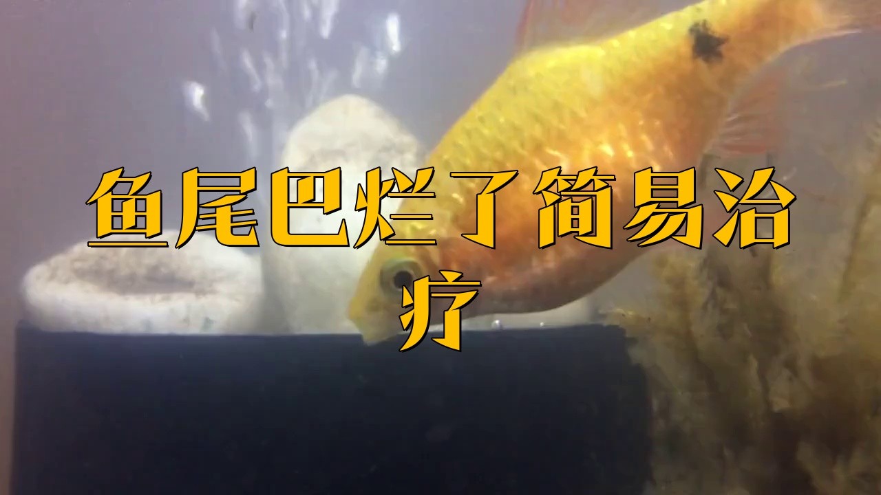 金龍魚爛尾如何隔離？ 金龍魚爛尾如何隔離？ 龍魚百科 第4張