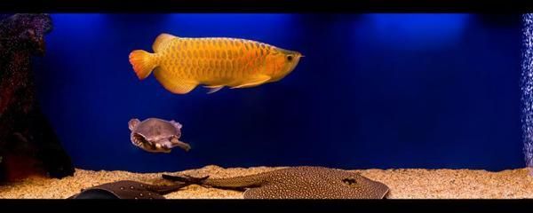金龍魚認識主人后會咬主人嗎【金龍魚在認識主人后會咬主人嗎】