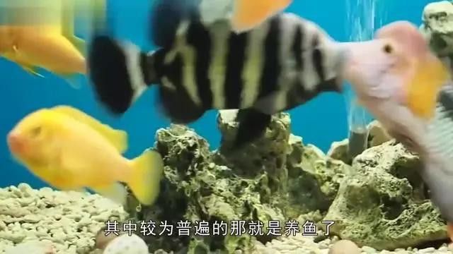 紅龍魚美容手術(shù)風(fēng)險(xiǎn)大嗎？ 紅龍魚美容手術(shù)風(fēng)險(xiǎn)大嗎？ 龍魚百科 第2張