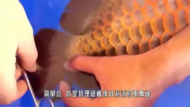 紅龍魚美容手術(shù)風(fēng)險(xiǎn)大嗎？ 紅龍魚美容手術(shù)風(fēng)險(xiǎn)大嗎？ 龍魚百科 第3張