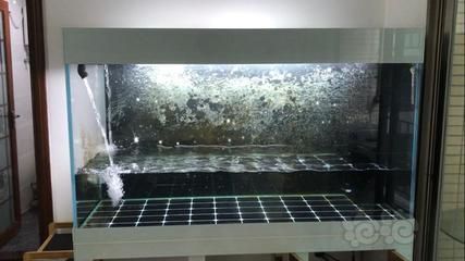 大型龍魚缸有必要貼三面嗎（大型龍魚缸是否有必要貼三面，不同的魚友有不同的看法和經驗分享）