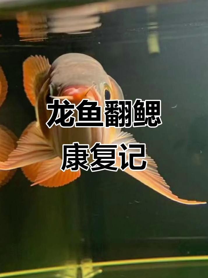 龍魚爛鰓蓋好轉后如何護理